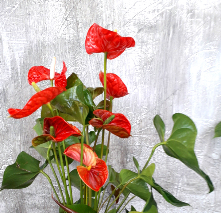 PLANTES